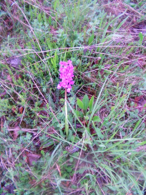 geflecktes-knabenkraut-dactylorhiza-maculata-8424.jpeg