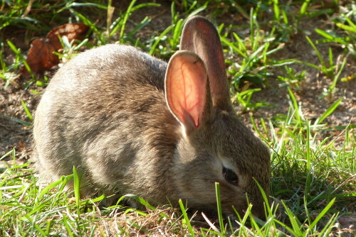 junges-wildkaninchen-9187.jpeg
