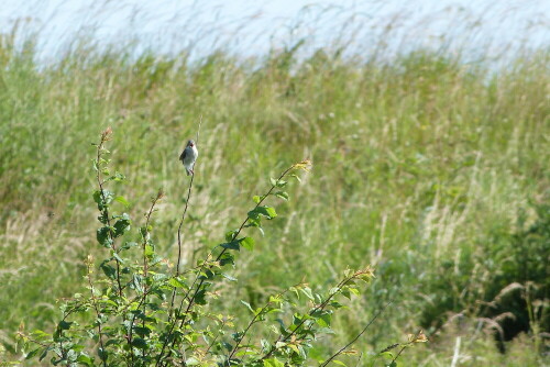 Da ich Hörgeräteträger bin und durch Ausfall der Hörgeräte
nur zum Sehen verurteilt war, ist diese Aufnahme ein
Zufallsprodukt.


Aufnameort: Biotop Schmoehl/Ostsee
Kamera: Lumix FZ 48