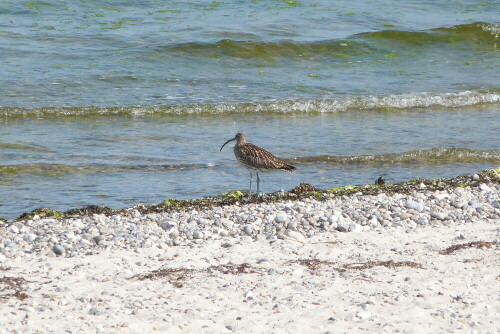 Großer Brachvogel am Ostseestrand

Aufnameort: NSG Matrina Wendtorf/Ostsee
Kamera: Lumix FZ 48