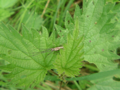 streckerspinne-tetragnatha-montana-8433.jpeg