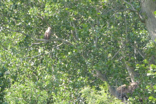 Seeadler bei der Horstbewachung. Zwei junge im Horst. Diese
konnten auf Grund großer Entfernung nicht fotografiert werden.

Aufnameort: Ostsee
Kamera: Lumix FZ 48