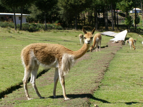 

Aufnameort: Granja Porcón, Cajamara, Perú
Kamera: Olympus SP-500UZ