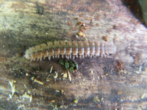 Gelegentlich an Totholz anzutreffen
http://de.wikipedia.org/wiki/Doppelf%C3%BC%C3%9Fer

Aufnameort: Eiershausen Hirschbergwald
Kamera: Medion Digitaler Full-HD-Camcorder mit Touchscreen Medion Life