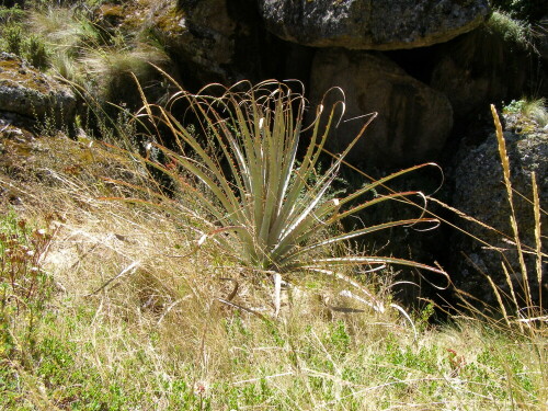 aloe-im-steinernen-wald-8391.jpeg