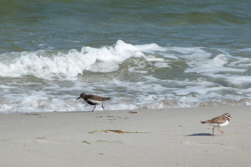 Alpenstrandläufer gab es massenhaft, jedoch nur einen einzigen
Sandregenpfeifer.

Aufnameort: Nähe Schöneberger Strand/Ostsee
Kamera: Lumix FZ 48