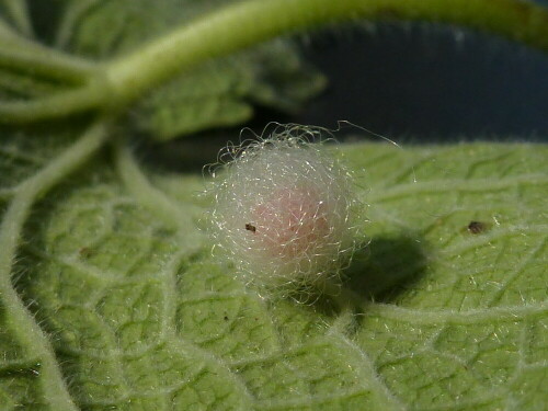 Gebilde(Durchmesser ca. 0,5 cm) auf der Blattunterseite einer Herbstanemone. Habe es im Juli 2013 entdeckt. Weiß vielleicht jemand, was das ist?

Aufnameort: Oettingen
Kamera: Panasonic Lumix DMC-TZ22