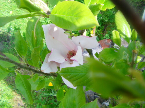 blute-einer-magnolie-magnolia-liliiflora-8421.jpeg