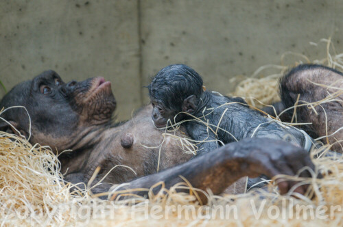 Am 5.7.2013 hatte ich das Glück, dabei zu sein, als die Bonobofrau Hermien einen Sohn gebar. Dies ist in diesem Jahr bereits die 3. Geburt eines Bonobo-Babys in der Wilhelma, die 2. im neuen Affenhaus. Ein 4. Baby wird erwartet.

Aufnameort: DEU, BW, Stuttgart, Wilhelma
Kamera: Nikon D300, Sigma Sports 2.8/120-300 bei 300mm