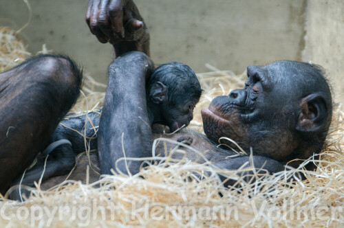 Am 5.7.2013 hatte ich das Glück, dabei zu sein, als die Bonobofrau Hermien einen Sohn gebar. Dies ist in diesem Jahr bereits die 3. Geburt eines Bonobo-Babys in der Wilhelma, die 2. im neuen Affenhaus. Ein 4. Baby wird erwartet. Wie gut das Baby entwickelt ist, zeigt dieses Bild: noch innerhalb der ersten Viertelstunde hebt es selbständig den Kopf.

Aufnameort: DEU, BW, Stuttgart, Wilhelma
Kamera: Nikon D300, Sigma Sports 2.8/120-300 bei 300mm