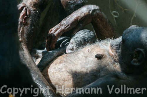 Am 5.7.2013 hatte ich das Glück, dabei zu sein, als die Bonobofrau Hermien einen Sohn gebar. Dies ist in diesem Jahr bereits die 3. Geburt eines Bonobo-Babys in der Wilhelma, die 2. im neuen Affenhaus. Ein 4. Baby wird erwartet.

Aufnameort: DEU, BW, Stuttgart, Wilhelma
Kamera: Nikon D300, Sigma Sports 2.8/100-300 bei 300 mm