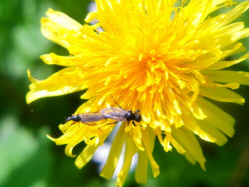 marzfliegen-bei-der-paarung-bibionidae-8422.jpeg