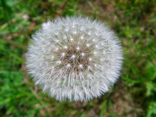 pusteblume-taraxacum-officinale-l-8427.jpeg