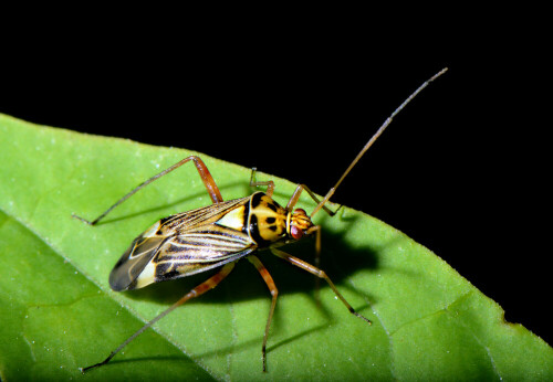 Die auf Eichenlaub anzutreffende Weichwanze Calocoris ochromelas.

Aufnameort: Eigener Garten in Weidenbach (Mittelfranken)
Kamera: Nikon D600