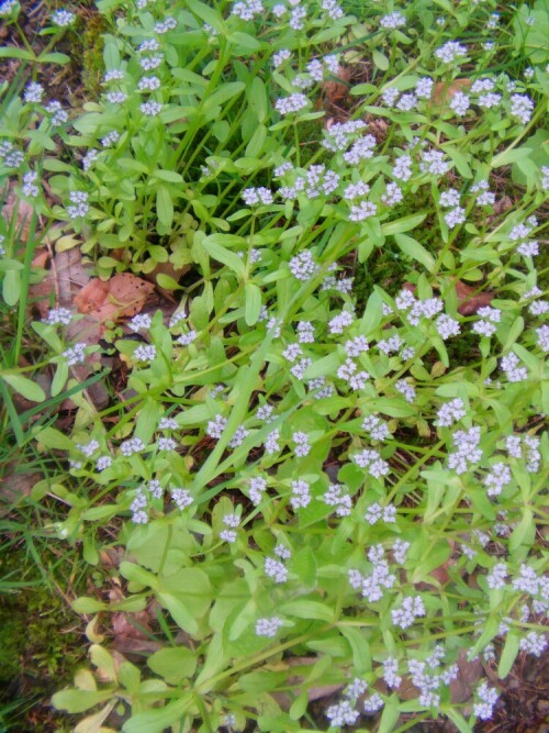 wald-vergissmeinnicht-myosotis-9782.jpeg