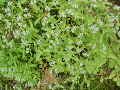 waldvergissmeinnicht-myosotis-silvatica-hoffm-8436.jpeg