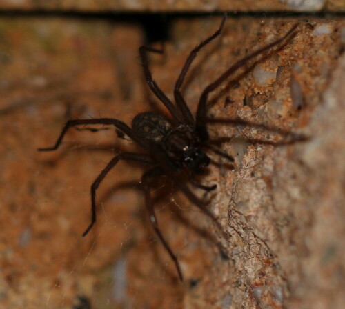 hauswinkelspinne-tegenaria-domestica-9367.jpeg