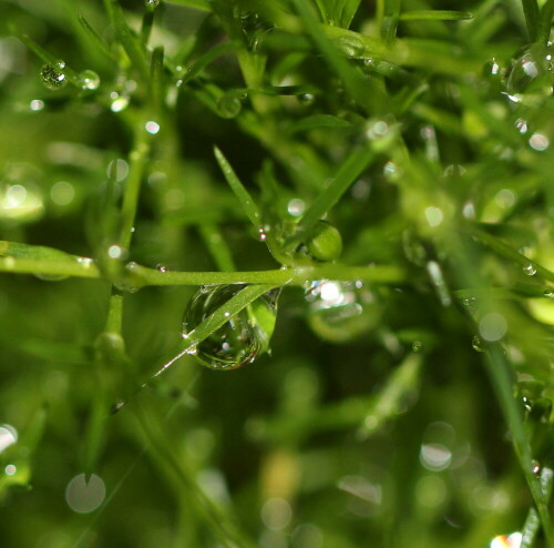 Überall funkeln noch Tropfen und die Luft ist frisch und leicht

Aufnameort: Marburg, An der Zahlbach 19, Garten 20.07.2013
Kamera: Canon EOS 600D, 1/60; 2,8; 100,0mm; ISO 400