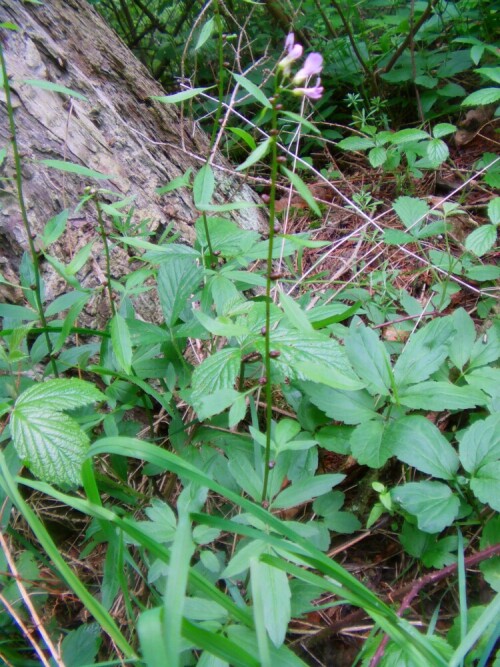 zwiebeltragende-zahnwurz-cardamine-bulbifera-l-8418.jpeg