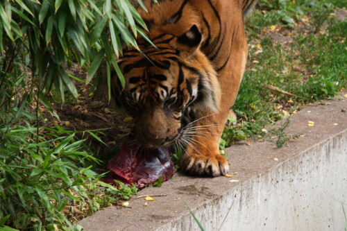 Tiger beim Fressen

Aufnameort: Wilhelma Stuttgart
