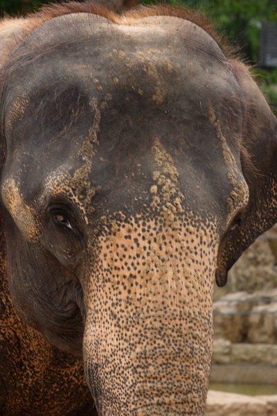 indischer Elefant

Aufnameort: Wilhelma Stuttgart
