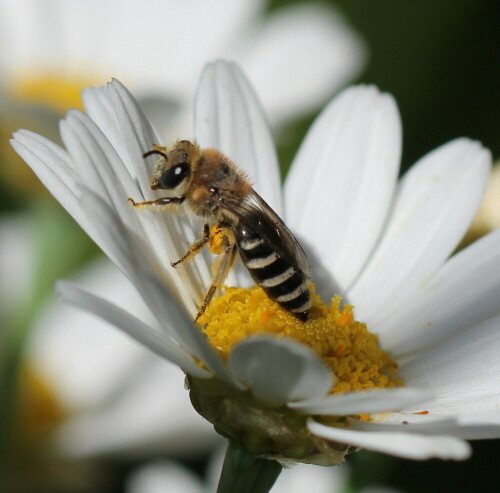 Ein großer Margeritenstock in unserem Garten wird von vielen Insekten besucht, man muss sich nur hinsetzen, die Kamere auf eine der Blüten richten und warten...

Aufnameort: Marburg, An der Zahlbach 19, Garten 06.07.2013
Kamera: Canon EOS 600D 1/800; 5,6; 100,0mm; ISO 100