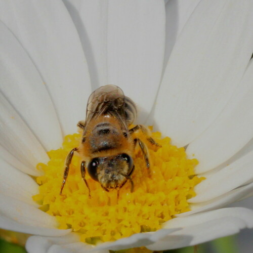 Eine solitär lebende Wildbiene, die aber gerne in Kolonien nistet. Sie gräbt in lehmige Wände 10-15cm lange Gänge, an deren Ende die mit einem seidigen Gewebe ausgekleideten Brutkammern liegen.
Pollen und Nektar sammelt sie fast ausschließlich auf Korbblütern.

Aufnameort: Marburg, An der Zahlbach 19, Garten 06.07.2013
Kamera: Canon EOS 600D, 1/200; 16,0; 100,0mm; ISO 400