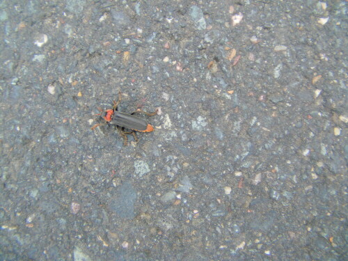 gemeiner-weichkafer-cantharis-fusca-l-8402.jpeg