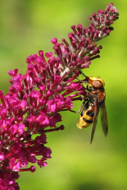 hornissenschwebfliege-volucella-zonaria-12928.jpeg