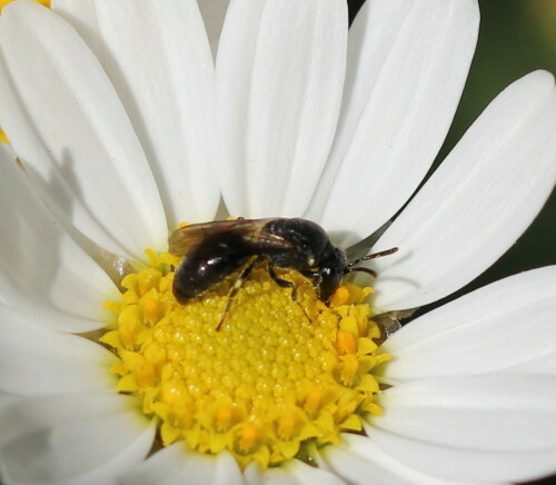 Sie gehört zu den sog. "Urbienen", die noch keinen Pollensammelapparat besitzen. Sie sammelt Pollen und Blüten gemeinsam in ihrem Kropf. Sie nistet in hohlen Stängeln oder in verlassenen Niströhren anderer Insekten.

Aufnameort: Marburg, An der Zahlbach 19, Garten, 21.07.2013
Kamera: Canon EOS 600D, 1/800; 5,6; 100,0mm; ISO 100