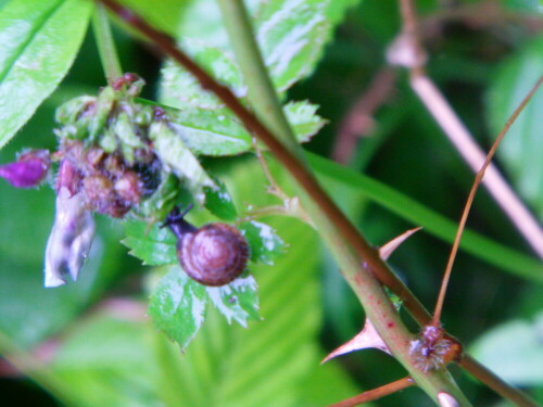 gemeine-haarschnecke-trochulus-hispidus-l-1758-9754.jpeg