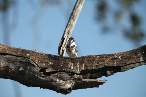 chobe-das-tierparadies-afrikas-9068.jpeg