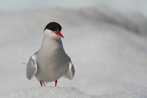 Seeschwalbe ruht sich zur Gefiederpflege auf einem Eisberg aus, Gletscherlagune JÃ¶kulsÃ¡rlÃ³n SÃ¼dosten Islands

Aufnameort: Gletscherlagune JÃ¶kulsÃ¡rlÃ³n SÃ¼dosten Islands Juli 2013
Kamera: Canon 7 D