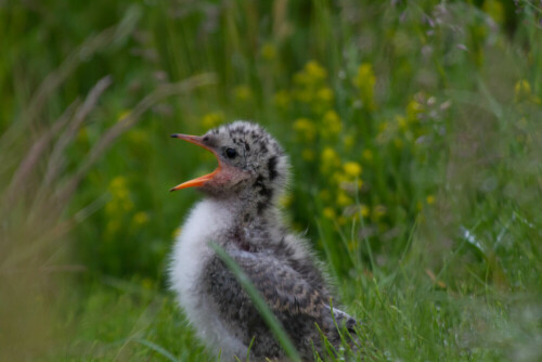 Jungvogel der Seeschwalbe macht durch Rufen auf sich aufmerksam, Anflug des Elternvogels wird erwartet, absonsten versteckt sich das KÃ¼ken im hohen Gras,

Aufnameort: SÃ¼disland, Wiese bei DyrhÃ³laey
Kamera: Canon 7 D