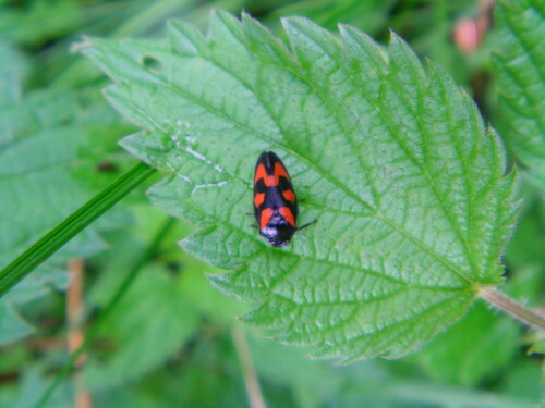 gemeine-blutzikade-cercopis-vulnerata-leach-1815-10530.jpeg