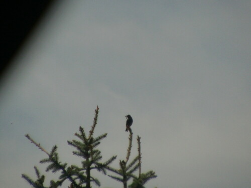 amsel-turdus-merula-l-8448.jpeg