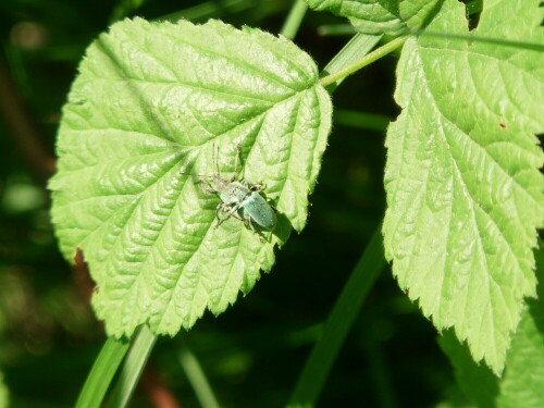 grunrussler-phyllobius-bei-der-paarung-10544.jpeg