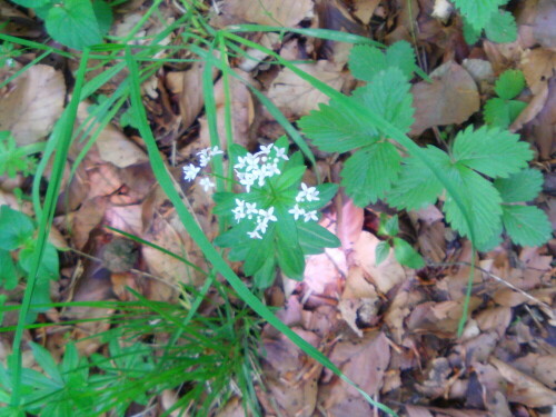 Im späten Frühjahr aufblühend - ein Labkraut, das gelegentlich noch als "Pflanzendroge" Anwendung findet.
http://de.wikipedia.org/wiki/Waldmeister

https://www.youtube.com/watch?v=byj-NBkUI5U
https://www.youtube.com/watch?v=0aBlWxVUJ3U
https://www.youtube.com/watch?v=6J8P6zJp6u8
u. a.

Aufnameort: Eiershausen Hirschbergwald
Kamera: Medion Digitaler Full-HD-Camcorder mit Touchscreen Medion Life