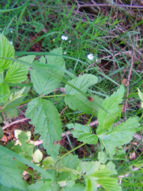 zecke-gemeiner-holzbock-ixodes-ricinus-10546.jpeg