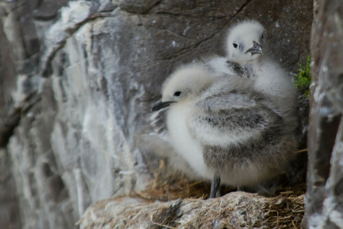 dicht aneinandergeschmiegt sitzen 2 DreizehenmÃ¶wenkÃ¼ken auf dem Nest an einer Steilwand, die windumtost ist, zusÃ¤tzlich kommt beim FÃ¼ttern noch der Elternvogel dazu, was das GedrÃ¤nge erhÃ¶ht, Absturz ist tÃ¶tlich

Aufnameort: Fjord BorgarfjÃ¶dur Dordosten Island
Kamera: Canon 7 D