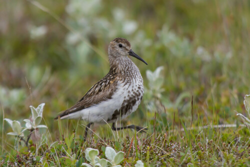 gehÃ¶rt zu den Limikolen und lebt nahe der GewÃ¤sser, JungvÃ¶gel werden in hohem Gras aufgezogen, wohnen in der Tundra, in den Mooren und in der Heide, braun-schwarze Gefiederzeichnung sorgt fÃ¼r eine sehr gute Tarnung, der Vogel fliegt erst kurz vor dem Eindringling auf, um sich`schimpfend `wieder in der NÃ¤he zu landen, KÃ¼ken weisen ebenfalls die braun-schwarze Gefiederfarbe auf

Aufnameort: HrÃ³arstunga Norosten Island
Kamera: Canon 7 D