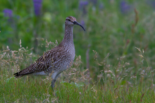 der Regenbrachvogel macht mit lauten Rufen auf sich aufmerksam und lockt den Wanderer weg von seinen im hohen Gras sich versteckenden Nachwuchs, dabei umkreist der Regenbrachvogel immer wieder den Eindringling und setzt sich auf kleine ErderhÃ¶hungen, um einen guten Ãœberblick zu haben

Aufnameort: SÃ¼disland, Wiese bei DyrhÃ³laey
Kamera: Canon 7 D