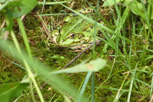 Teichfrosch Pelophylax "esculentus" am Gartenteich

Aufnameort: Egelsbach/Hessen
Kamera: Lumix FZ 48