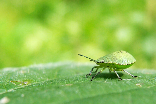 kleine Blattwanze

Aufnameort: Im Wald
Kamera: Olympus XZ-1