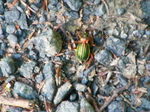 goldglanzender-laufkafer-carab-10541.jpeg