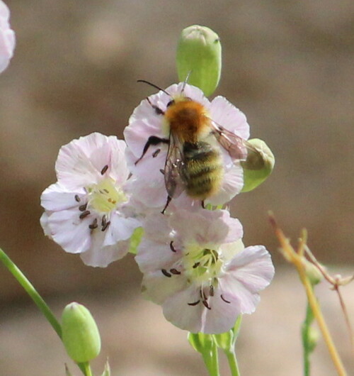 Die Ackerhummel ist die in der Region Marburg häufigste Hummelart

Aufnameort: Marburg, An der Zahlbach 19, Garten 04.08.2013
Kamera: Canon EOS 600D, 1/1600; 5,6; 232,0mm; ISO 800