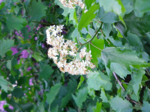 "Obstbaum"

Aufnameort: Eiershausen Garten
Kamera: Medion Digitaler Full-HD-Camcorder mit Touchscreen