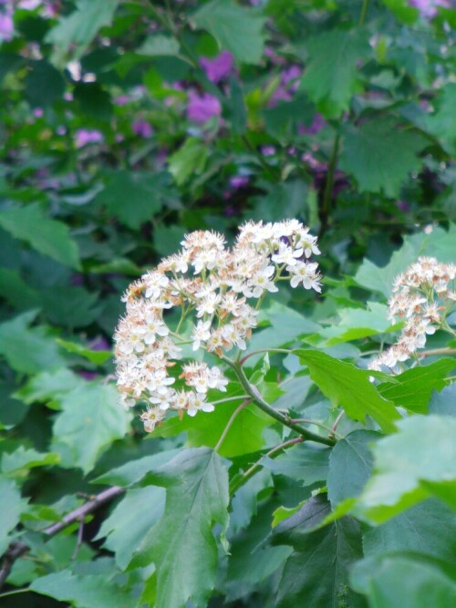 blute-einer-elsbeere-sorbus-torminalis-l-crantz-10519.jpeg