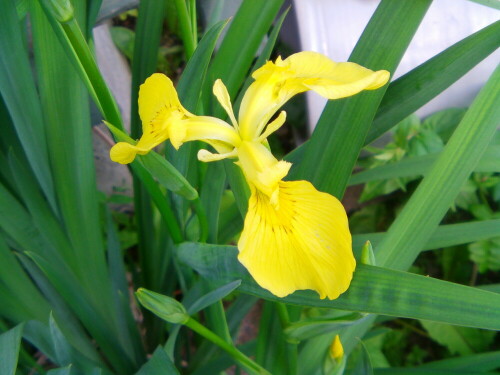 blute-einer-sumpfschwertlilie-iris-pseudacorus-l-10557.jpeg