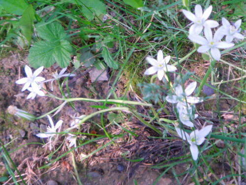 dolden-milchstern-ornithogalum-umbellatum-l-8458.jpeg